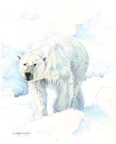236x293 Polar Bears Watercolor