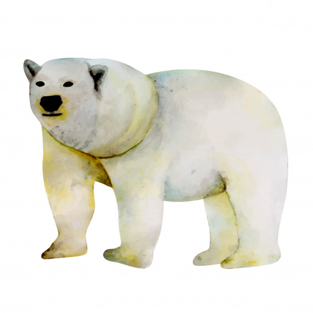 626x626 Watercolor Polar Bear Vector Premium Download