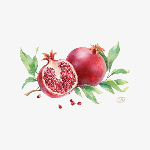 510x510 Watercolor Pomegranate, Watercolor Clipart, Hand Painted