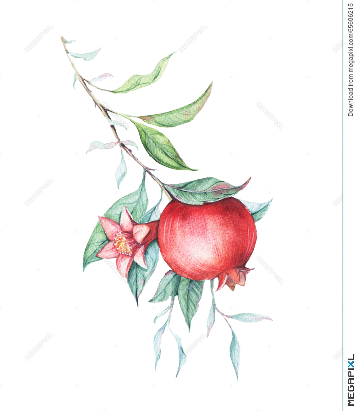 697x800 Watercolor Pomegranate (Garnet) Branch Illustration 65686215