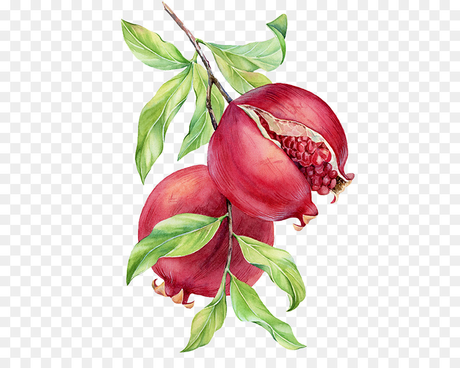 900x720 Watercolor Painting Pomegranate Drawing