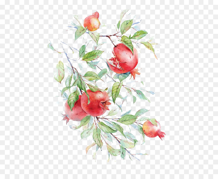 900x740 Watercolor Painting Pomegranate Drawing Flower Painting In