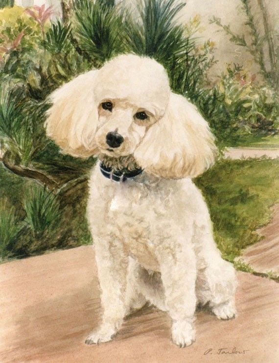 570x741 Poodle Print, Poodle In Garden Art Print, Poodle Art, Dog Art, Dog