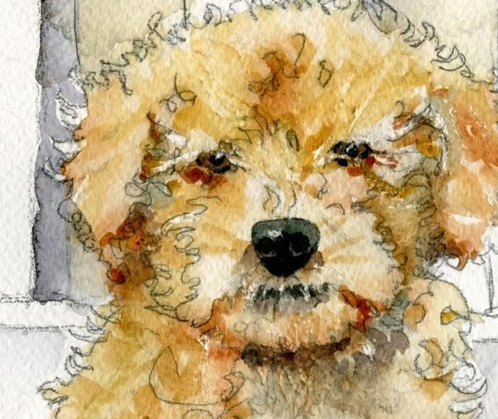 700x589 Poodle Puppy, Original Watercolor Art Schulmanart
