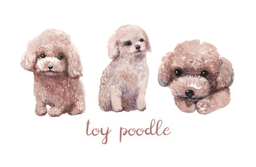 367x240 Search Photos Toy Poodle