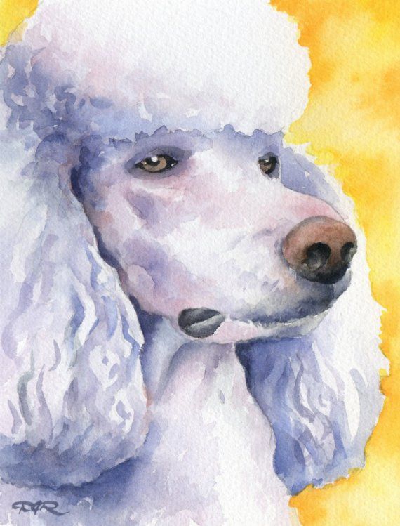 570x749 White Poodle Art Print Watercolor Signed By Artist Dj Rogers