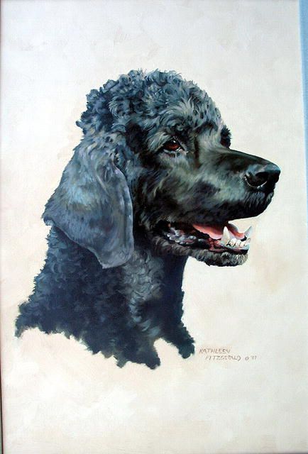434x640 Black Poodle Watercolor Watercolor Artists Poodle