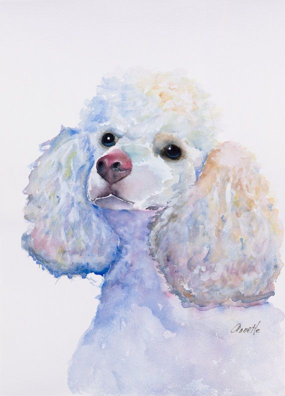 570x792 Poodle Watercolor Painting Poodle Print White Poodle Poodles