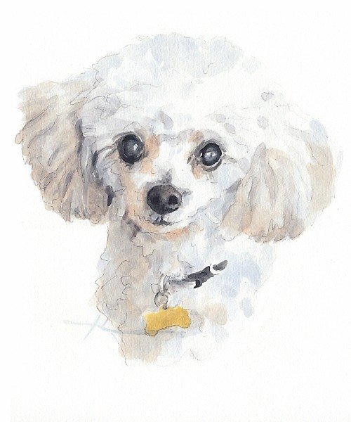 500x600 Toy Poodle Watercolor By Mike Theuer Redbubble