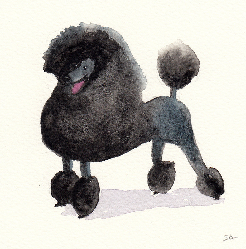 789x800 Black Poodle