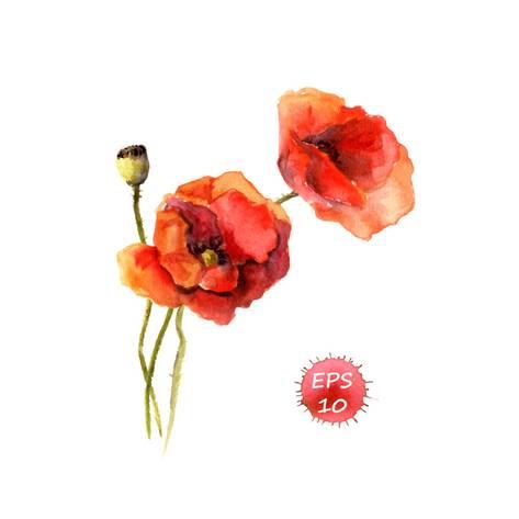 473x473 Poppy Flower. Watercolor Vector. Vintage Botanical Illustration