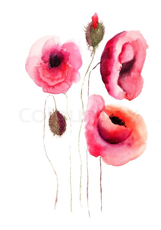 559x800 Poppy Flowers, Watercolor Illustration Stock Photo Colourbox