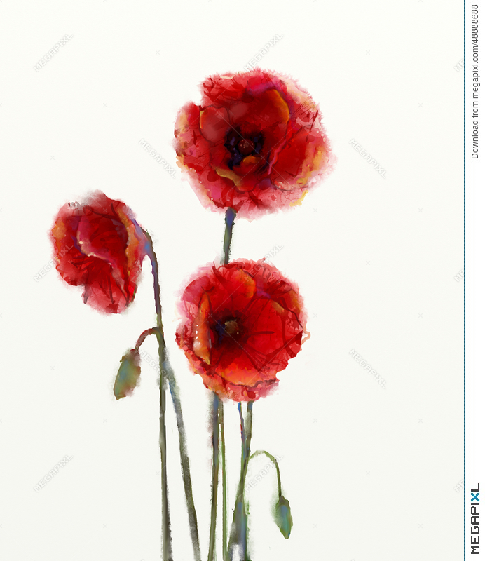 692x800 Red Poppy Flowers Watercolor Painting Illustration 48888688