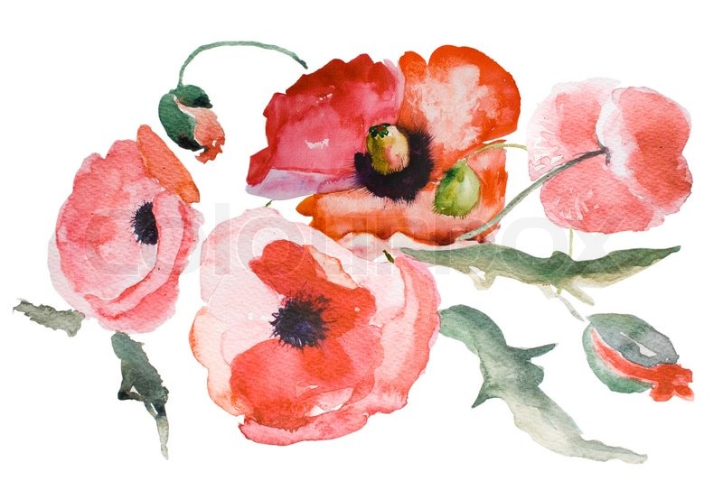 800x533 Watercolor Poppy Flower Stock Photo Colourbox