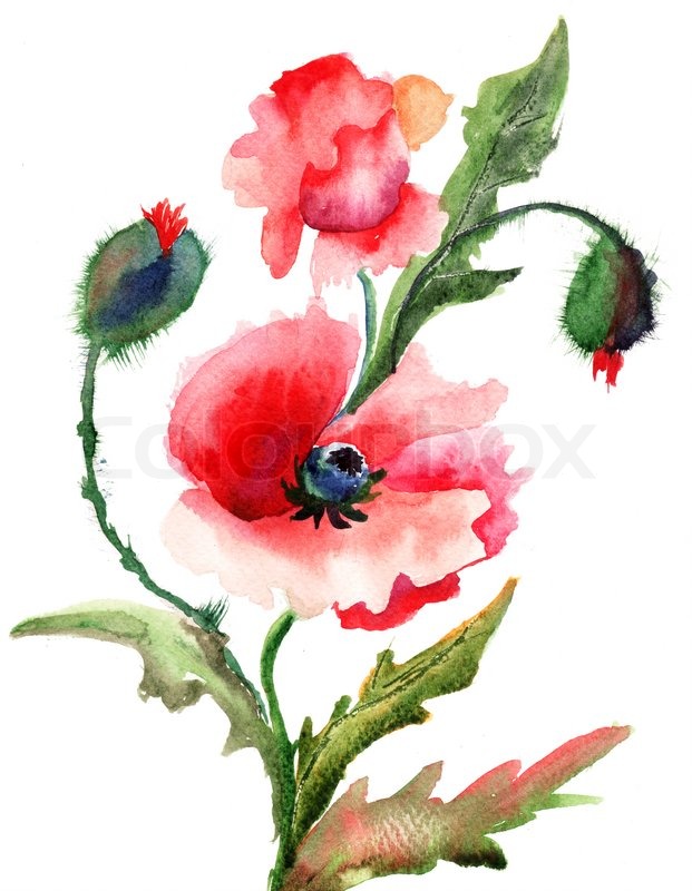 621x800 Beautiful Poppy Flowers, Watercolor Painting Stock Photo Colourbox