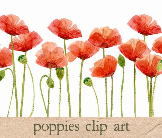 570x486 Digital Clipart Watercolor Poppies Flower Clipart Etsy