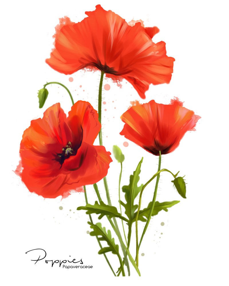 800x997 My Flowers Poppies Watercolor Painting By Kajenna