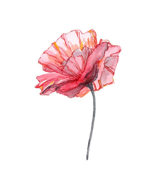 570x641 Poppy Watercolor Watercolors Paintings Original Watercolor Etsy