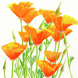 300x300 Watercolor Poppy Paintings Fine Art America