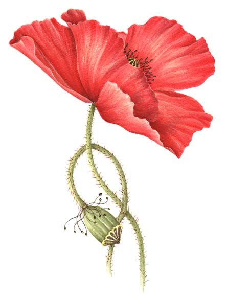 444x585 Broadmoor Poppy