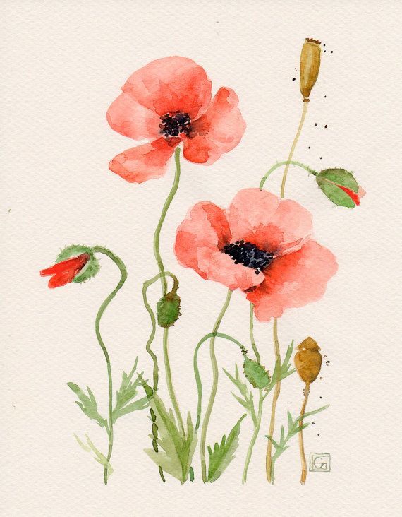 570x732 Floral Art Watercolor Painting Original Flower Art Red Poppies