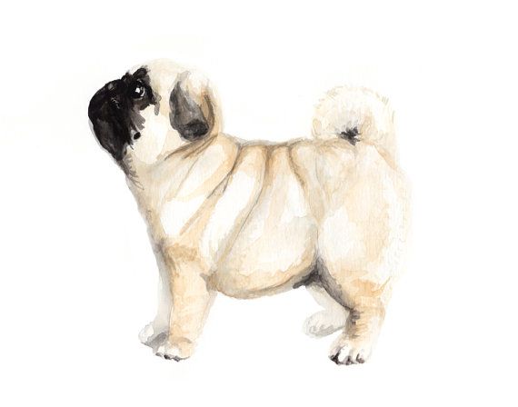 570x448 Pug Watercolor Painting Art Print By Christy Bergerson Of