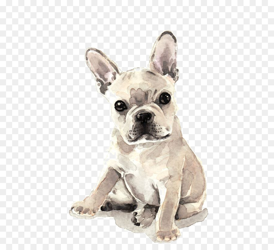 900x820 French Bulldog Puppy Watercolor Painting Fawn