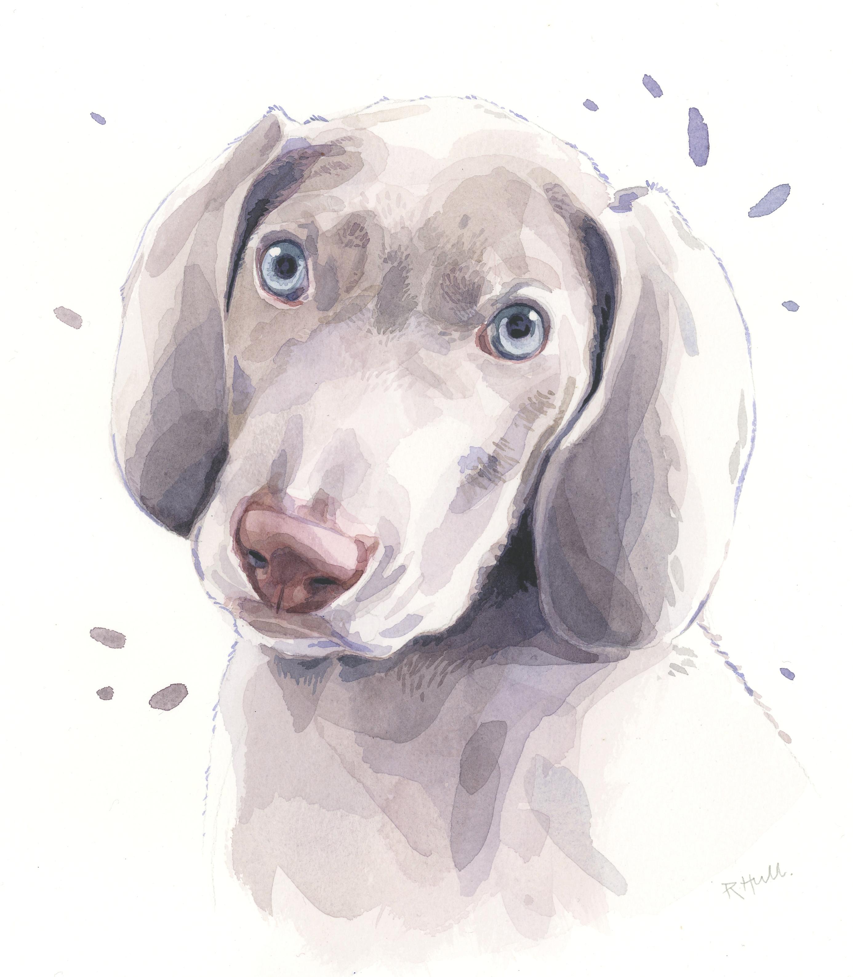 2772x3173 Weimaraner Puppy, Watercolour, 16in X 12in Art