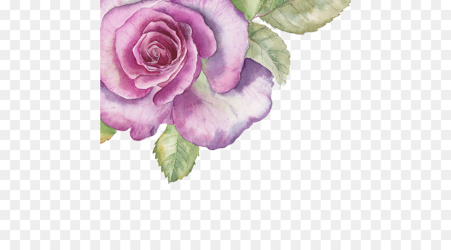 900x500 Download Watercolour Flowers Watercolor Painting Rose Hand Painted