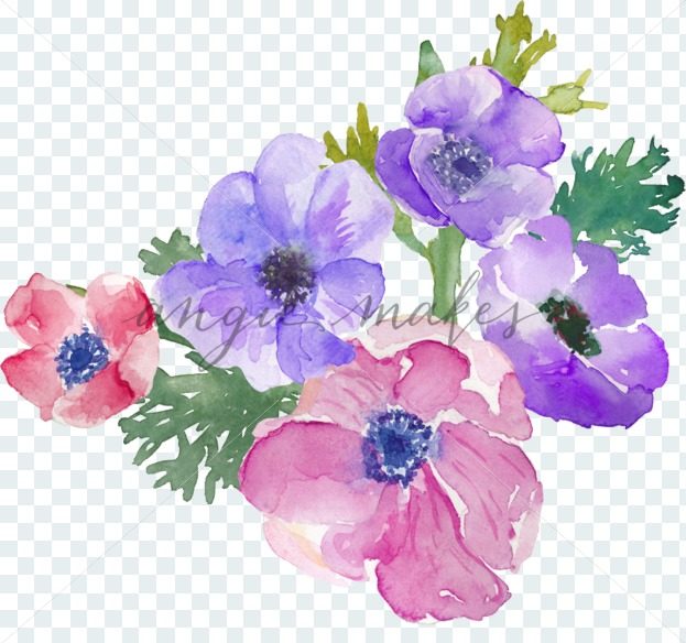 623x584 Cute Bunch Of Anemone Watercolor Flowers
