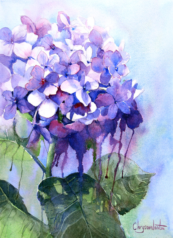 582x800 Watercolor Painting Of Pink Purple Hydrangea Flower