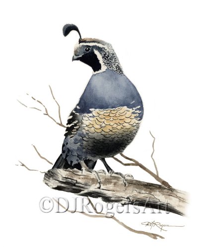 Quail Watercolor