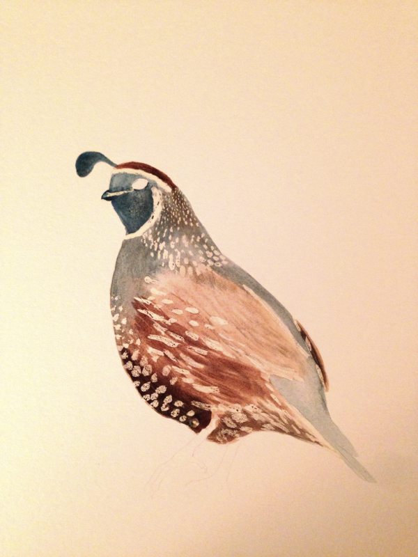 600x800 California Quail