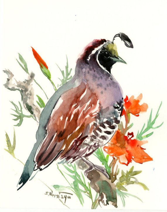 570x722 California Quail Original Watercolor Painting Brown Olive