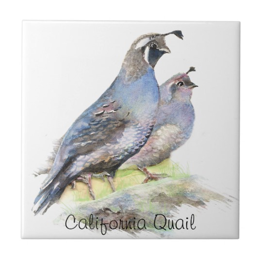 540x540 Custom Watercolor California Quail Birds Ceramic Tile