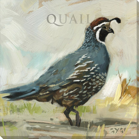 466x466 Quail Papa Canvas Art Print