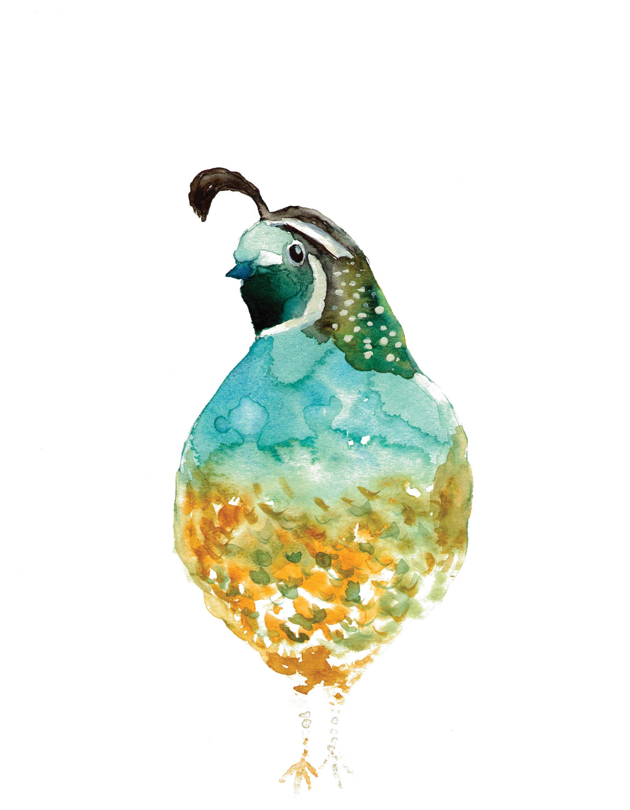 2100x2700 Quail Watercolor Painting