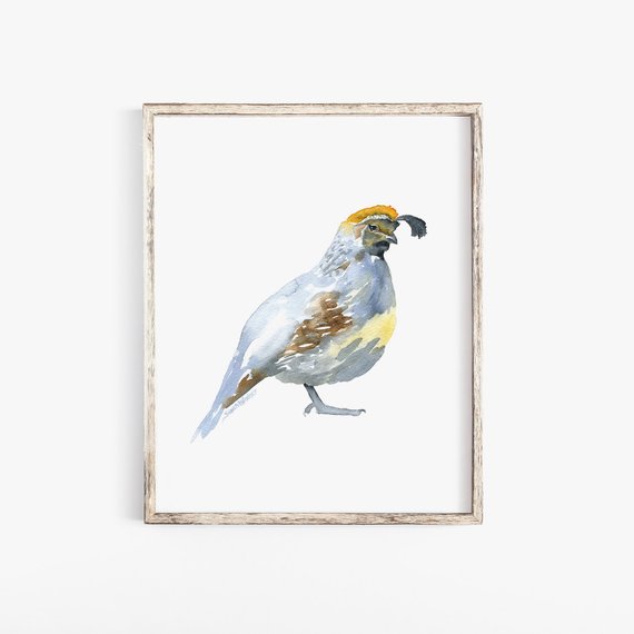 570x570 Quail Watercolor Painting 11 X 14 Giclee Print Wall Art Etsy