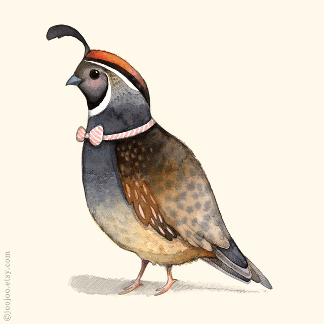 640x640 Quail Watercolor Painting Q Is For Quail Another