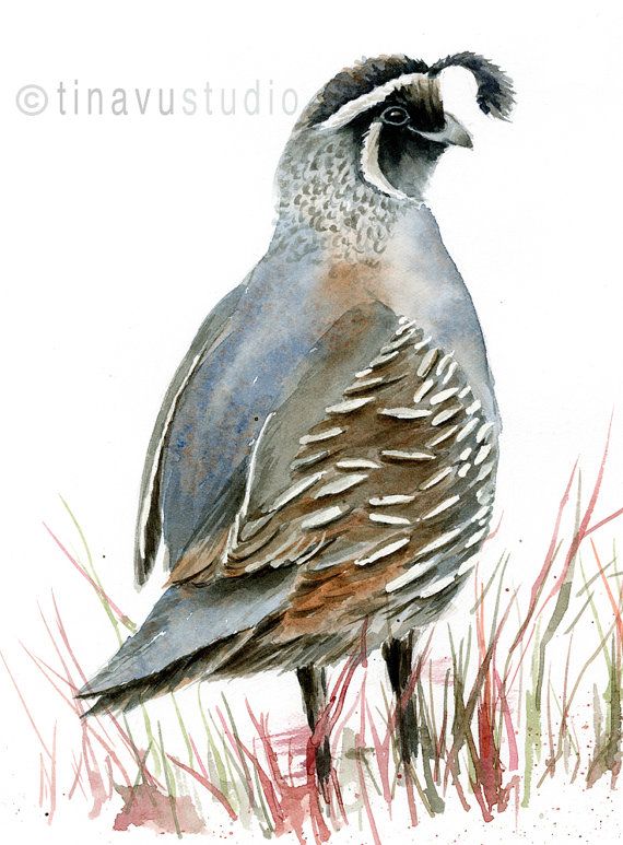 570x773 Quail. Watercolor Bird Print. Quail Art. Watercolor Bird Print