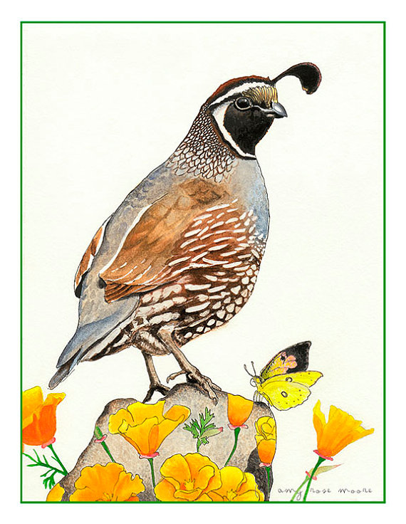 570x736 The Californians Quail, California Poppies Amp Butterfly