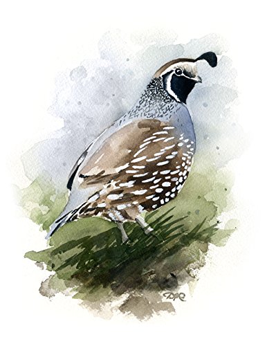 386x500 Quail Watercolor Art Print Signed By Artist Dj
