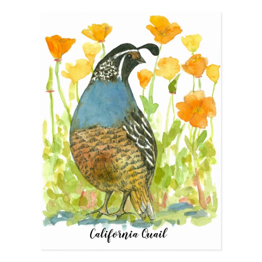 540x540 Watercolor California Poppies Quail Bird Postcard Zazzle.co.uk