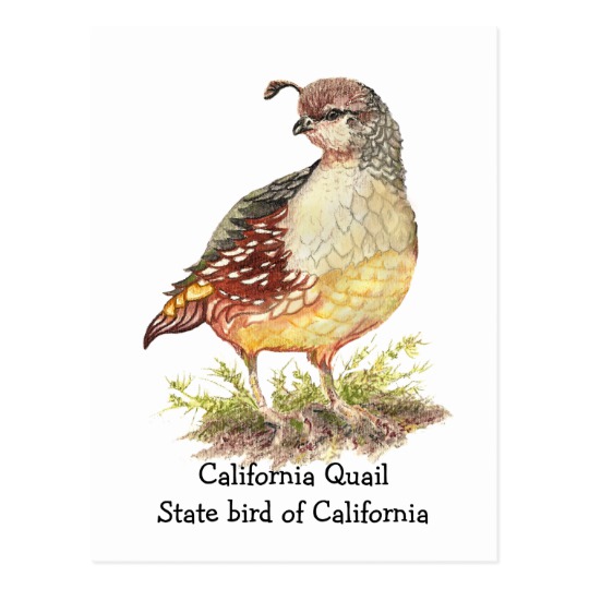 540x540 Watercolor California Quail State Bird Postcard