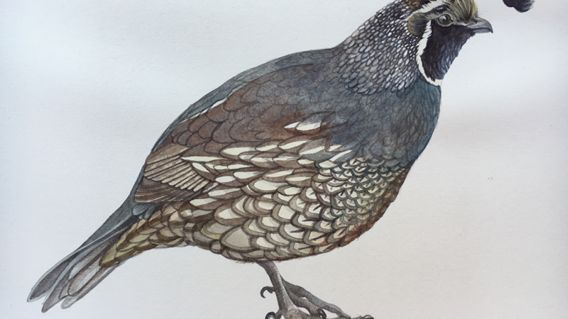 800x450 Watercolor Quail Skillshare Projects