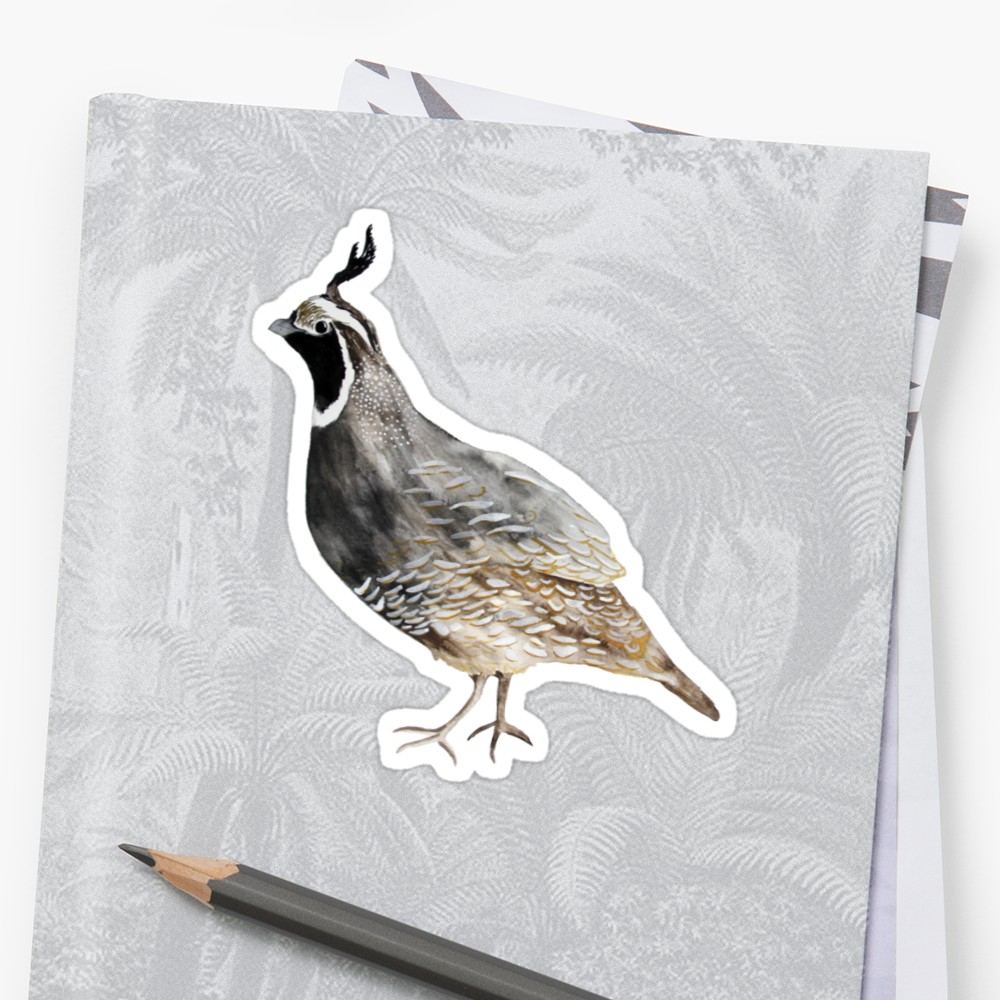1000x1000 Watercolor Quail Stickers By Natalievmason Redbubble