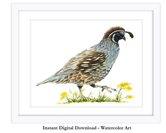 570x456 Quail Art Printable Quail Watercolor Quail Painting Digital Etsy