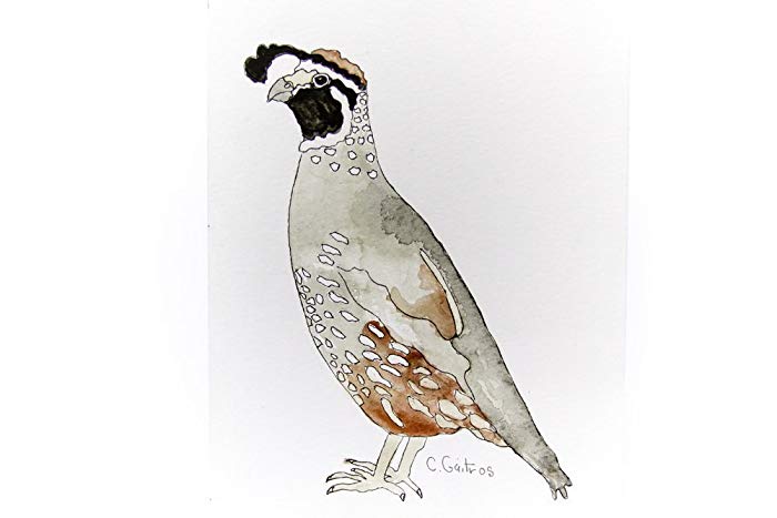 700x467 Quail Watercolor Art. Original Watercolor Wall Art