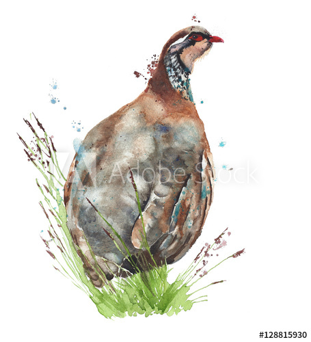 455x500 Bird Partridge Quail Watercolor Painting Illustration Isolated On