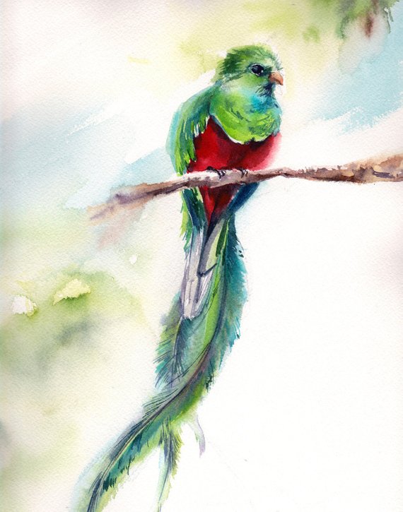 570x725 Quetzal Art Print Bird Watercolor Painting Art Bird Art Etsy